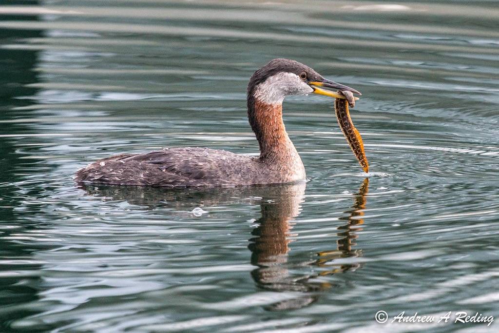 red-necked grebe eating crescent gunnel by Andrew Reding is licensed under CC BY-NC-ND 2.0